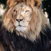 wildanimals791