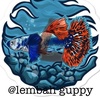 lembah.guppy