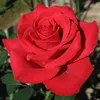 sharonh44
