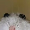 battlehampter