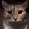 charlu_26