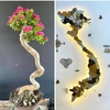 Tuấn bonsai bến tre