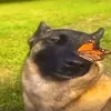 dobraya_sobaka52