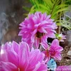 hoa.hong132