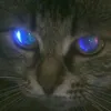 mmeowing.cats
