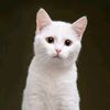 meowpus27
