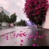 xanm__20002