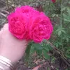 thy.nhi765