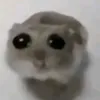 ratinhopobrinho