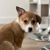 achilles_the_corgi