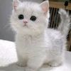 wassilabettayeb38