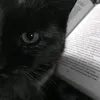 majjda_