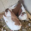 نسیم چپدر