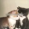 smeshik16