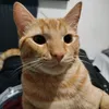augustocannab