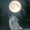 erasmuswolf