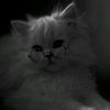 houda.3636