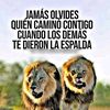 tigre7967