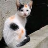 bithi.6655