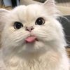 cutiee0_