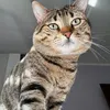 Mister Serafino