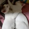 kitten7078