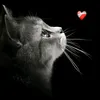 hnh.trnh.lm.li.t