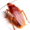 uselesscockroach1