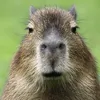 Capybara