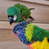 houseofparrotsnlorikeets