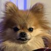 cesarthepomeranian