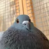 1p73680