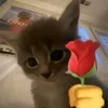 alina60518