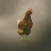 0_0no0_01