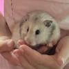 hamster_greey