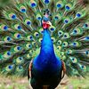 pardoblanco
