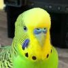 Bird.Edits1