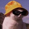 im.a.catv3