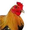 raptorgamefowls