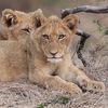 wildationship
