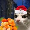 andriagiorgadze03