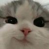 miloveyasd