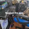 nugget_the_pug1