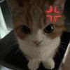 ppxint3