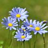 daisy.blue01