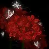kitsune_flowers_