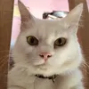japy427