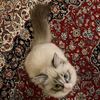 kimiyakhalaj