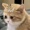 nhanertp