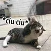alty_27